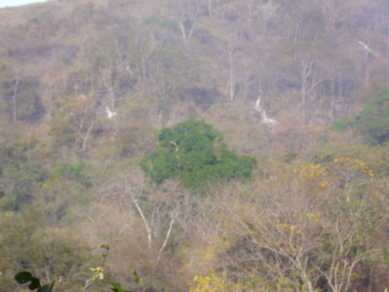 Hillslope with forest and several forest fire spots